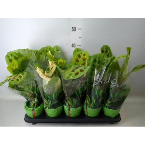 Maranta leuc. 'Fiesta'