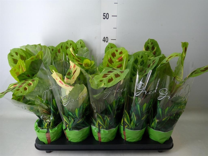 <h4>Maranta leuc. 'Fiesta'</h4>