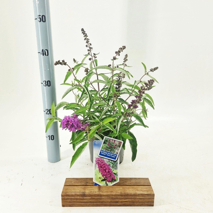 <h4>Buddleja</h4>