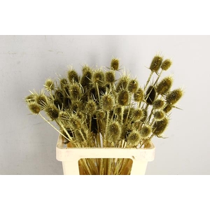 Df Dipsacus Gold Bs