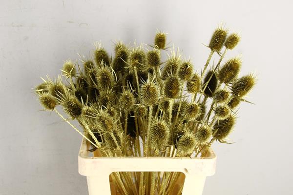 <h4>Df Dipsacus Gold Bs</h4>