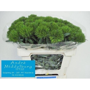 DI BARB GREEN WICKY