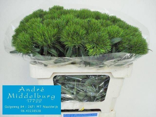 <h4>DI BARB GREEN WICKY</h4>