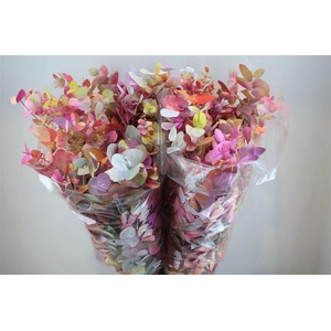 Euca Cinerea Monet 200gr P Bunch