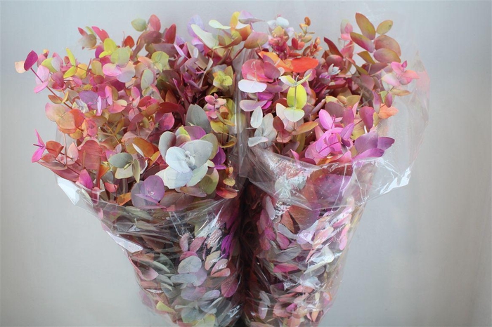 <h4>Euca Cinerea Monet 200gr P Bunch</h4>