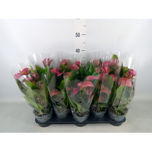 Anthurium andr. 'Pure Purple'