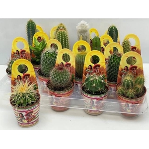 CACTUS GEM