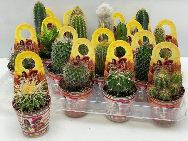 <h4>CACTUS GEM</h4>