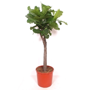 Ficus lyrata