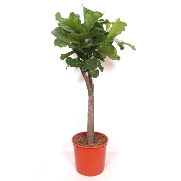 <h4>Ficus lyrata</h4>