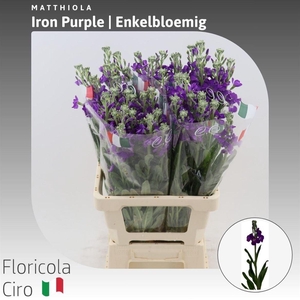 Matthiola Iron Purple Enkelbloemig