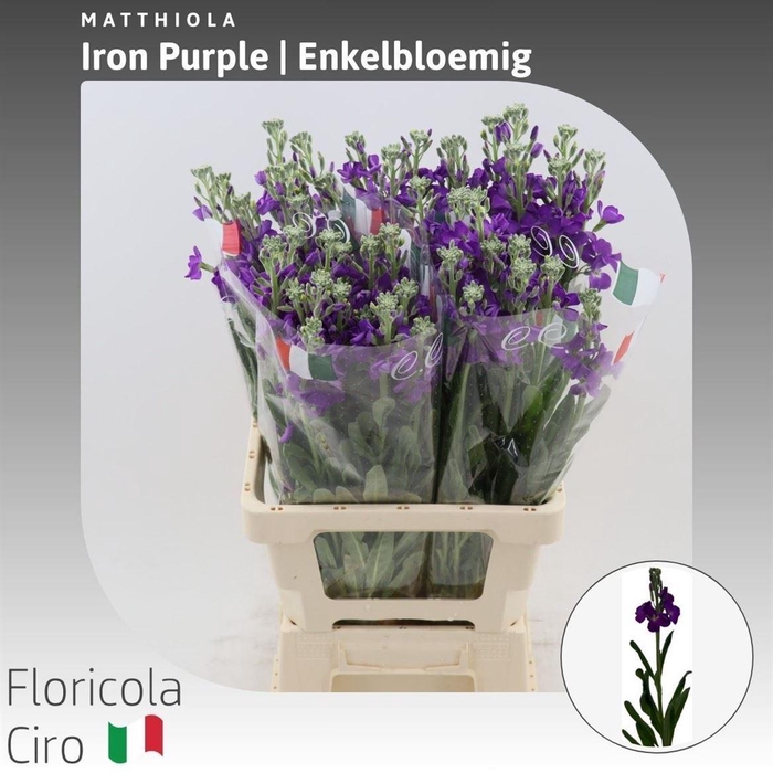 <h4>Matthiola Iron Purple Enkelbloemig</h4>