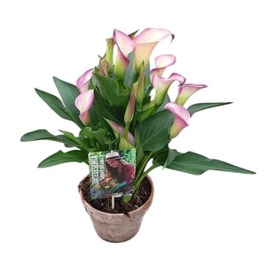 Zantedeschia Garden Dream 'Dynasty' in rustieke pot