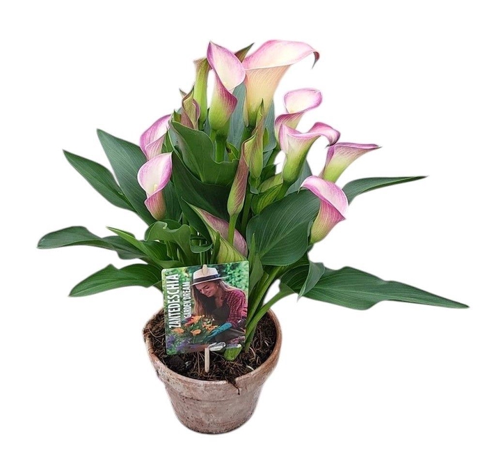 <h4>Zantedeschia Garden Dream 'Dynasty' in rustieke pot</h4>