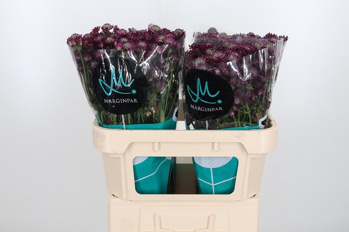 <h4>Astr Star Of Desire</h4>