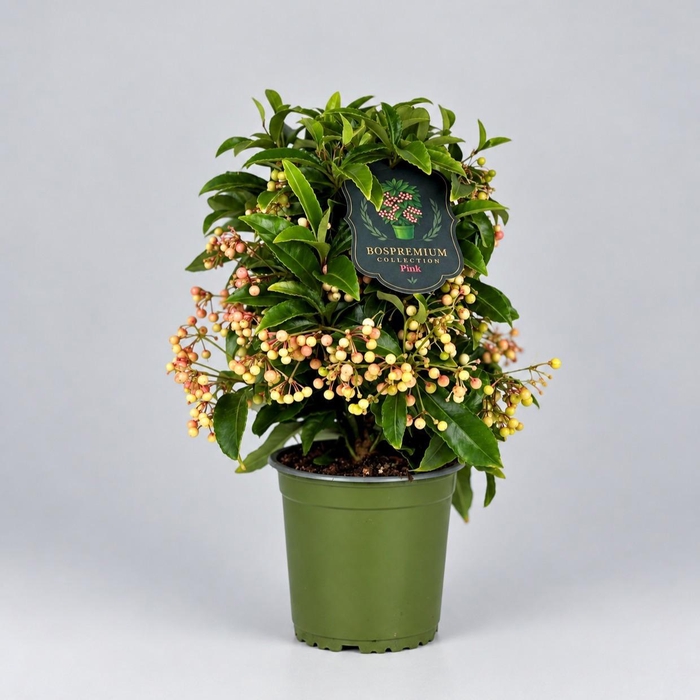 <h4>Ardisia crenata Bospremium Pink</h4>