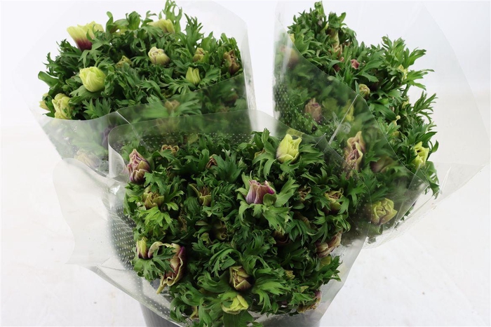 <h4>Anem Rainbow Happy</h4>