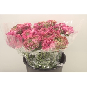 Ran. Pon Pon Aladin Super X L