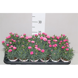 Dianthus I Love U