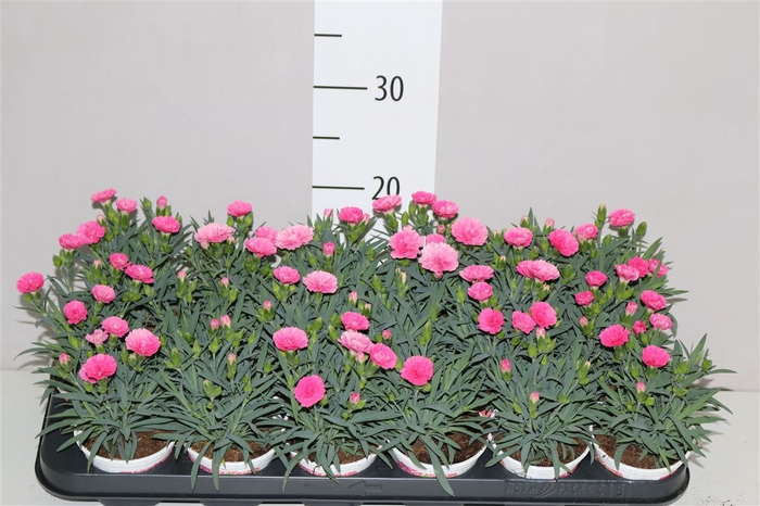 <h4>Dianthus I Love U</h4>