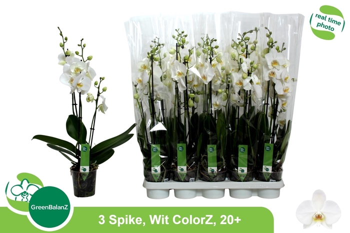 <h4>PHAL OV WIT</h4>