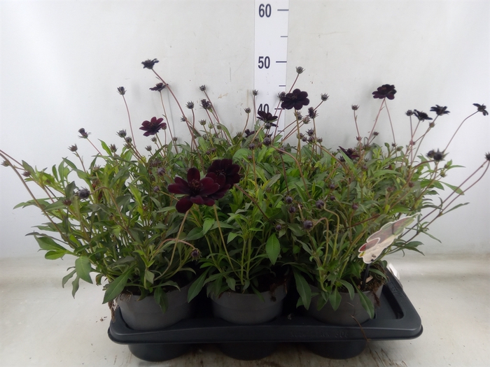 <h4>Cosmos atrosang.</h4>