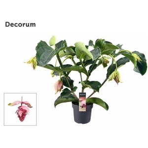 Medinilla Magnifica 3 etage 5+ knop (Decorum)