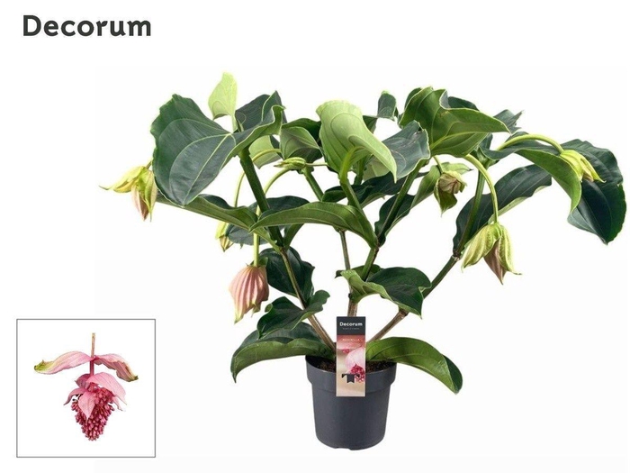 <h4>Medinilla Magnifica 3 etage 5+ knop (Decorum)</h4>