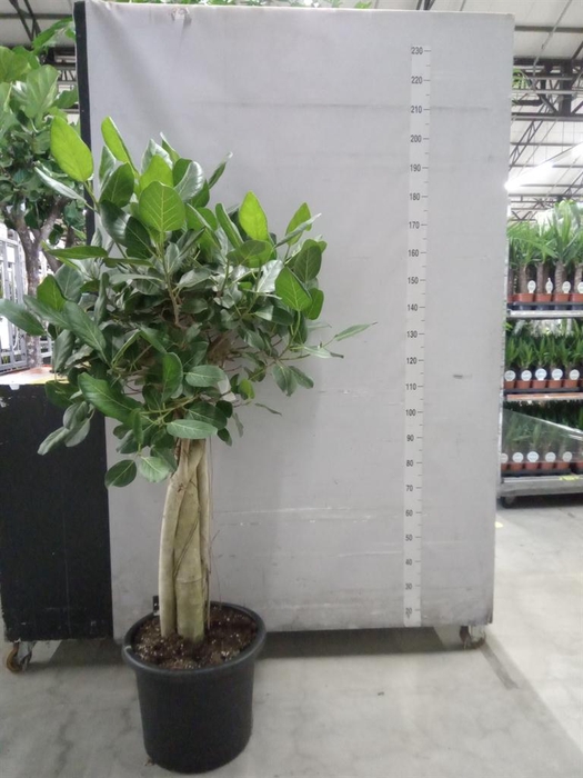 <h4>Ficus benghalensis 'Audrey'</h4>