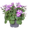 Senetti Percallis mixkar