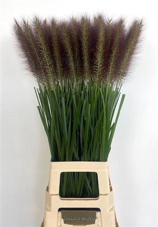<h4>Penni Paradise 90 Cm</h4>