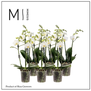 Phalaenopsis Multi White 3 spike - 12cm | Mimesis
