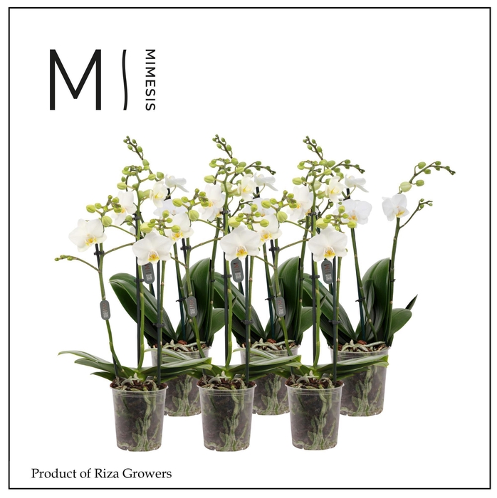 <h4>Phalaenopsis Multi White 3 spike - 12cm | Mimesis</h4>