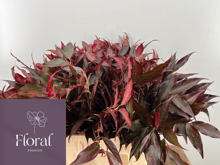 <h4>LEUCOTHOE KLB H%</h4>