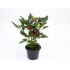 PIMENTA KARNEVAL RED P14 VERMELHO