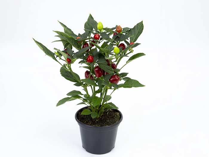 PIMENTA KARNEVAL RED P14 VERMELHO