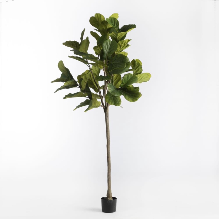 <h4>AF Ficus in pot H180cm Green</h4>