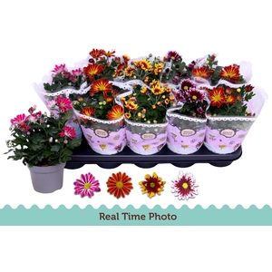 CHRYS GEM 2 KL BLOEM