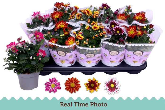 <h4>CHRYS GEM 2 KL BLOEM</h4>