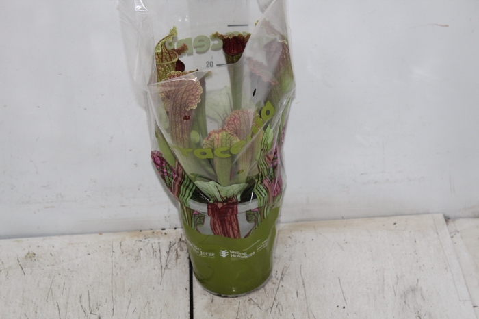 <h4>CARNIVORA SARRACENIA P12 VARIADO</h4>