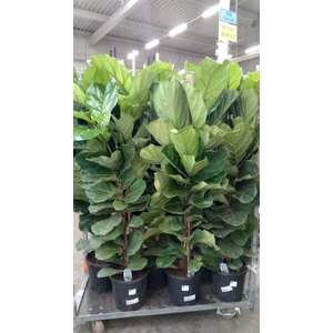 Ficus lyrata