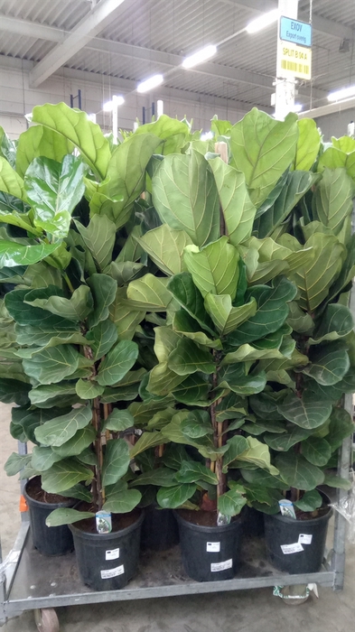 <h4>Ficus lyrata</h4>