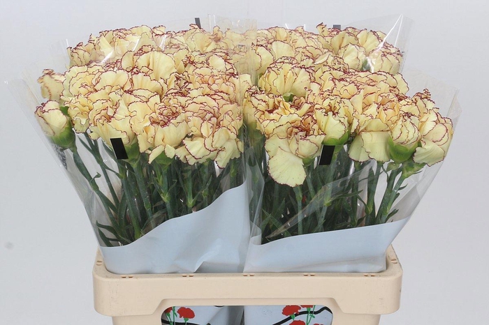 <h4>DI ST HOLIDAY</h4>