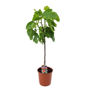 Ficus carica
