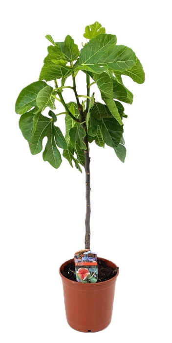 <h4>Ficus carica</h4>