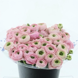 Ran Su Sr Rosado Super