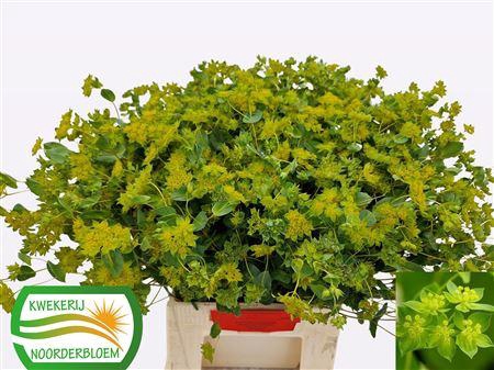 <h4>Bupleurum Rotundifol</h4>