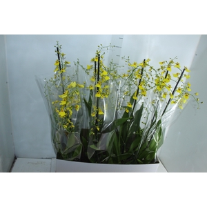 ONCIDIUM ALOHA P15