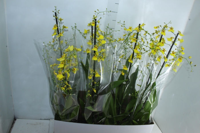 <h4>ONCIDIUM ALOHA P15</h4>