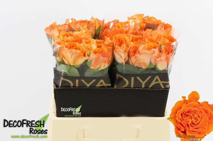 <h4>R Gr Mariangela</h4>